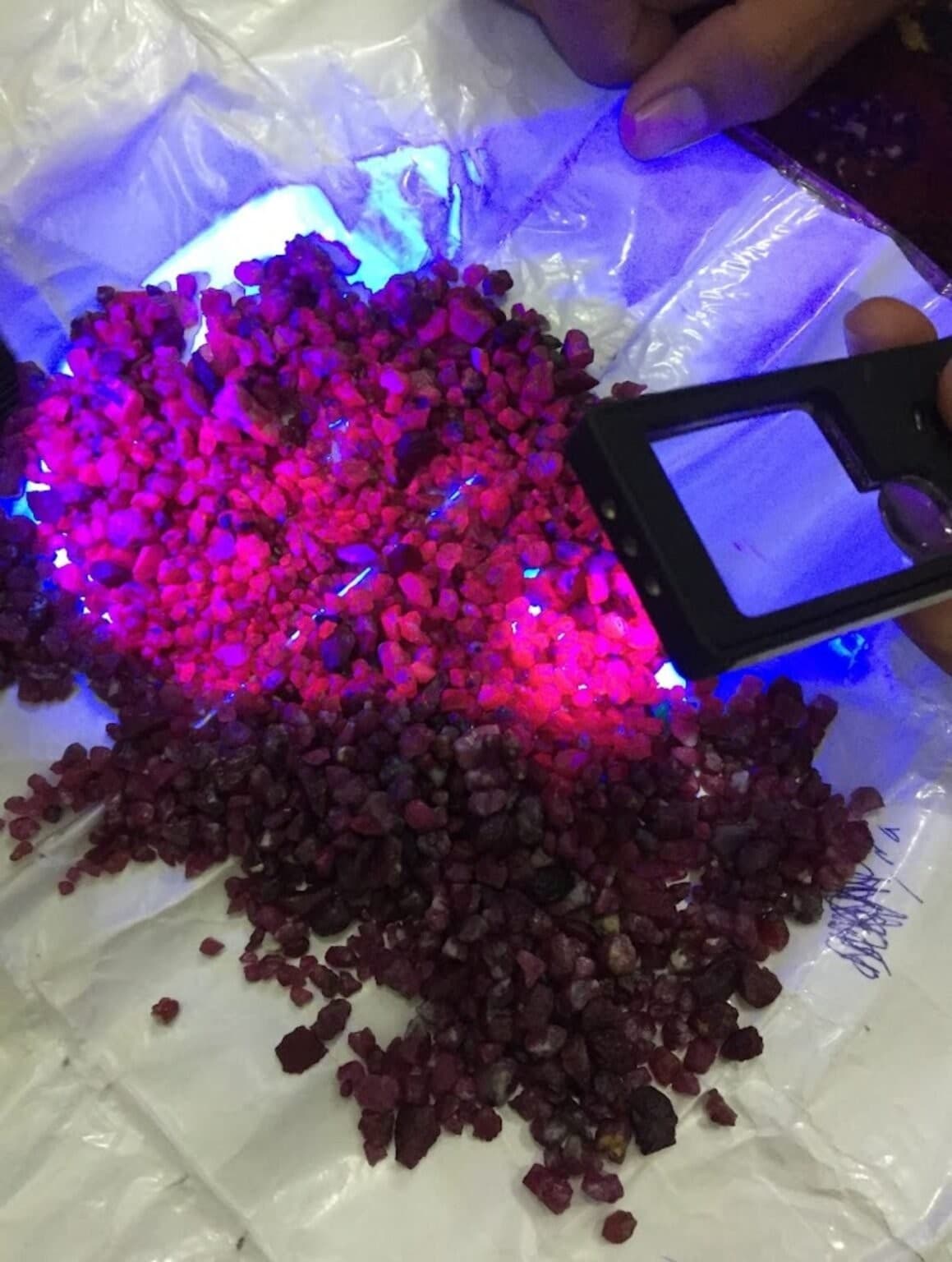 Raw ruby crystals glowing red under UV light during a fluorescence test, examined with a loupe