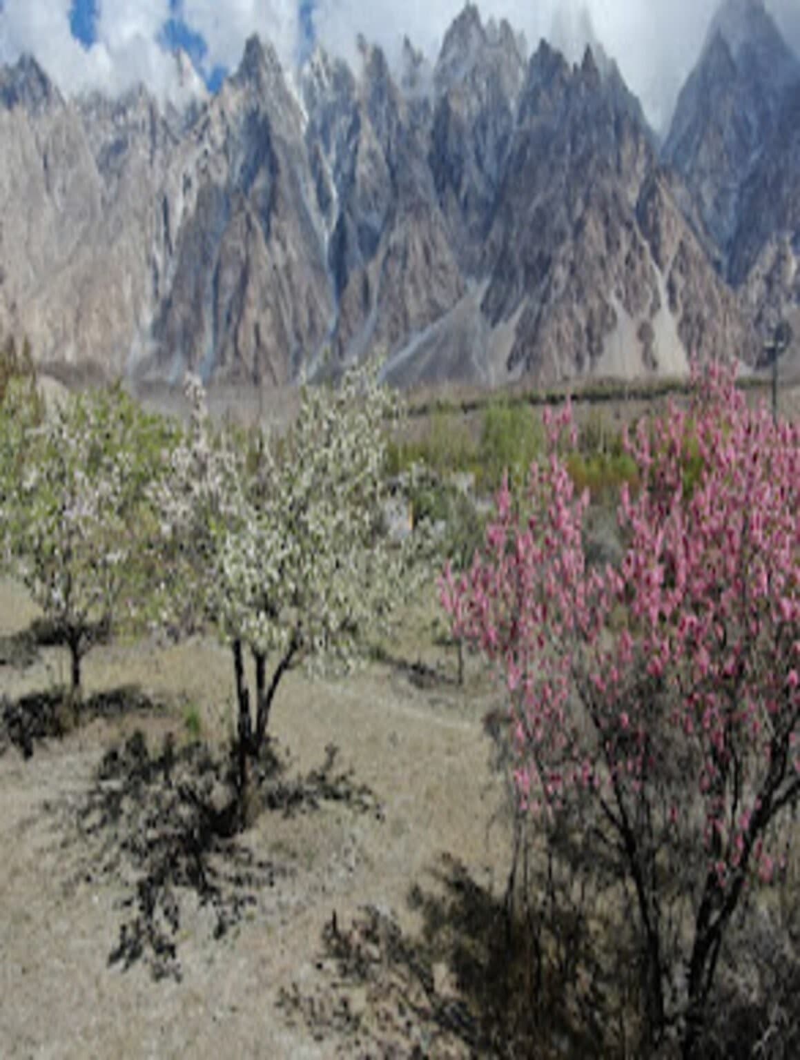 Spring blossom trees in the foreground with the Passu Cones behind